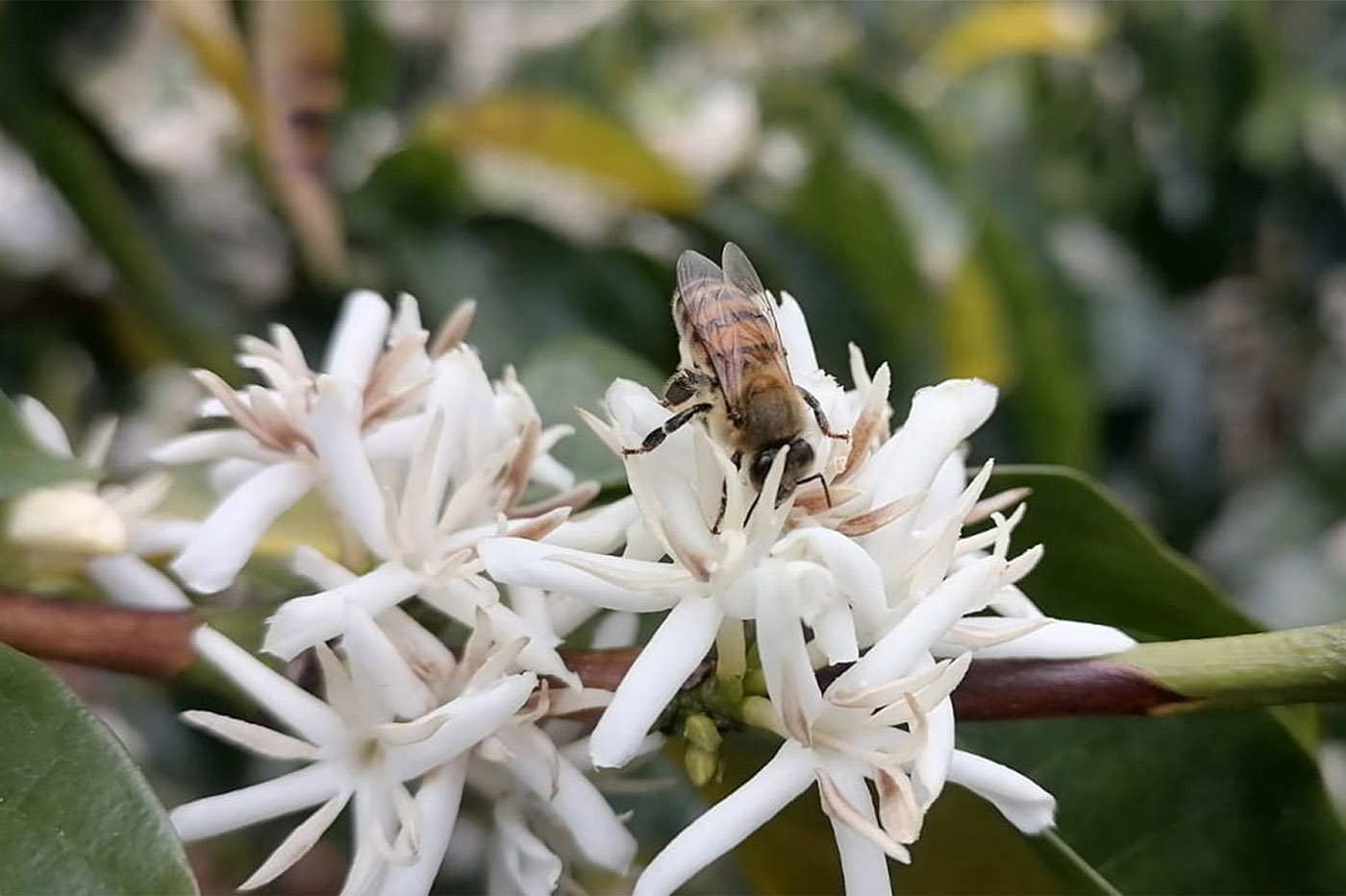 Agricultores de Casanare ya saben cómo criar abejas sin aguijón y vender sus mieles